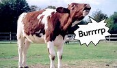 Cow burbs